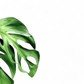 Monstera dissecta leaf close-up on white background.