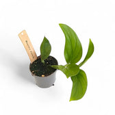 Monstera dissecta potted plant in nursery pot on white background.