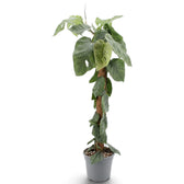 Extra-large Monstera dubia with juvenile leaves below and mature growth above