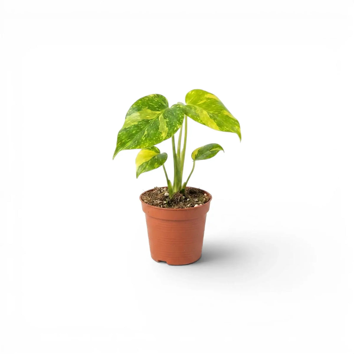 Young Monstera deliciosa Electrolyte with yellow-green variegated leaves