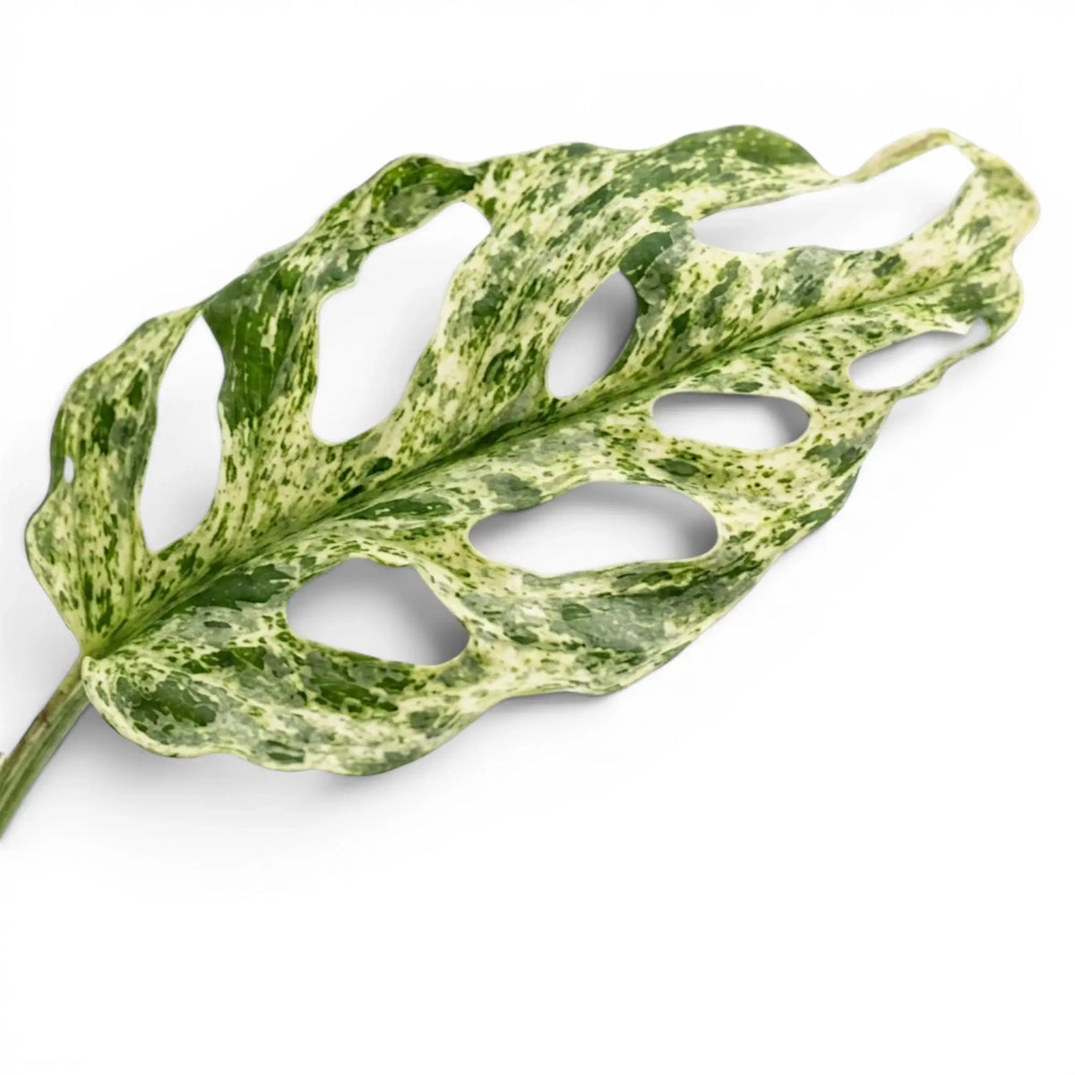 Monstera adansonii 'Frozen Freckles' leaf close-up showing the fenestrations and variegation on white background