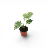 Young Monstera deliciosa Green Snow with finely marbled pale leaves