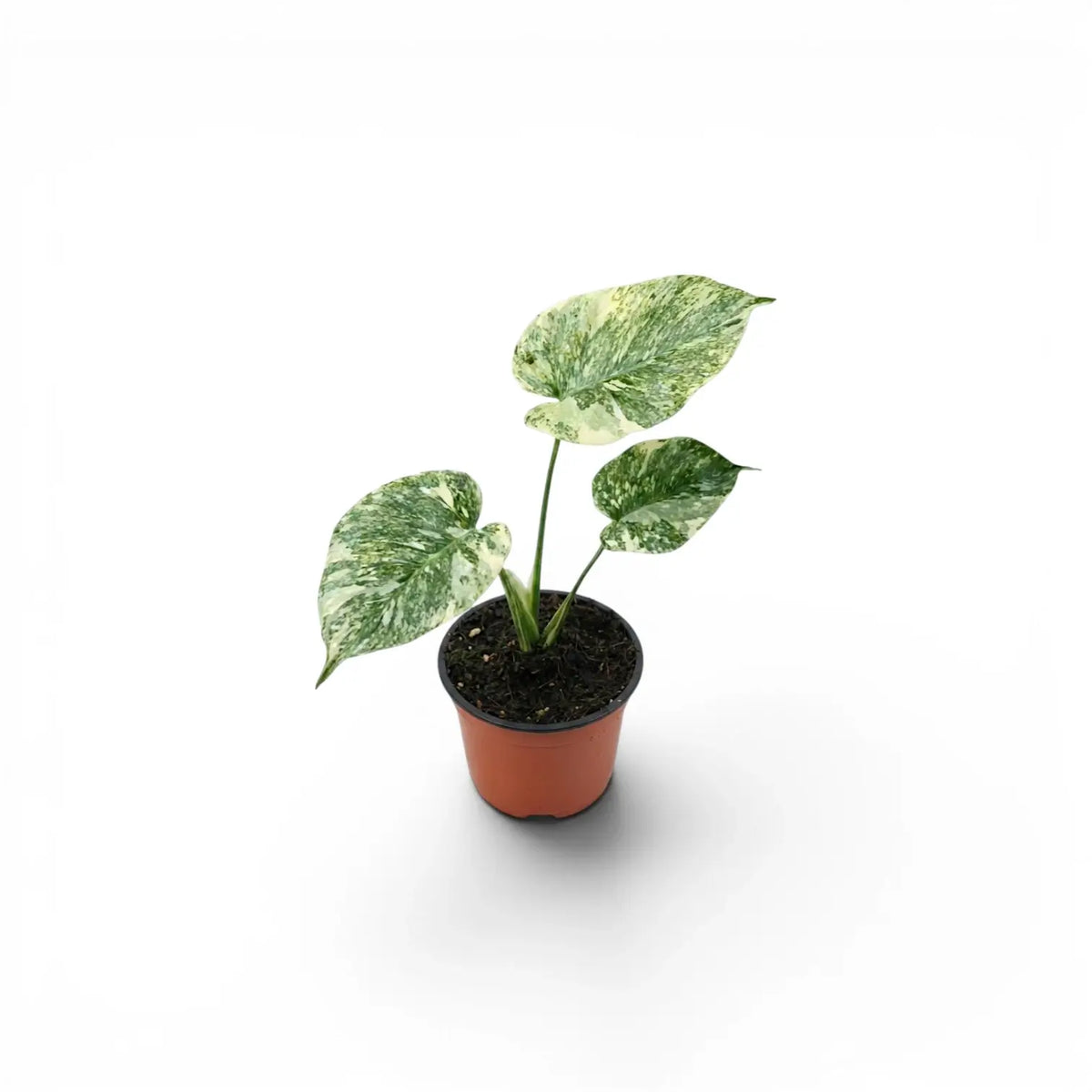 Young Monstera deliciosa Green Snow with finely marbled pale leaves