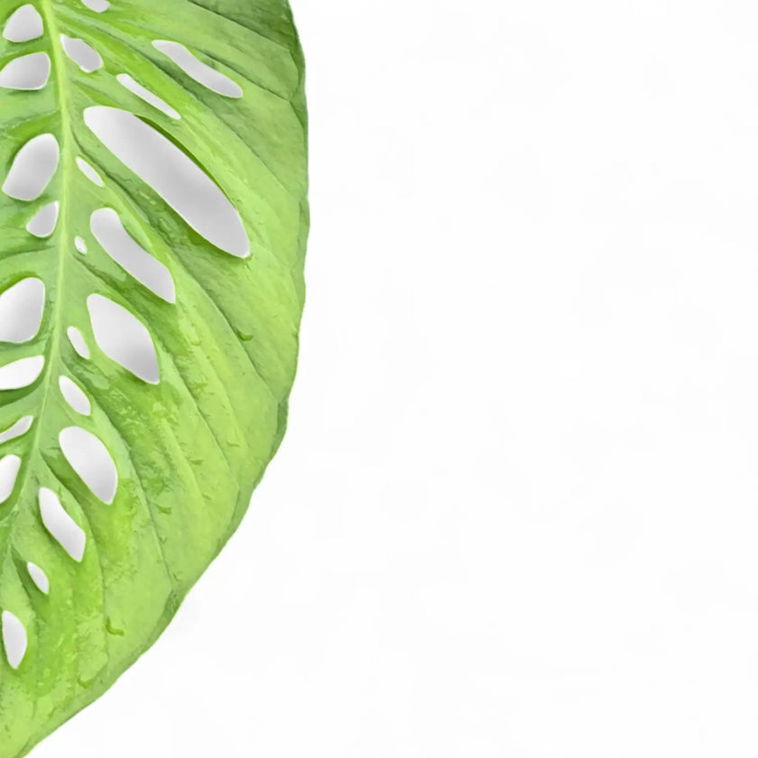 Monstera lechleriana leaf detail on white background.