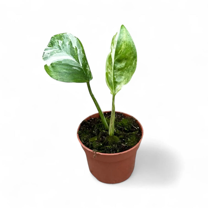Monstera lechleriana variegata potted plant in nursery pot on white background.
