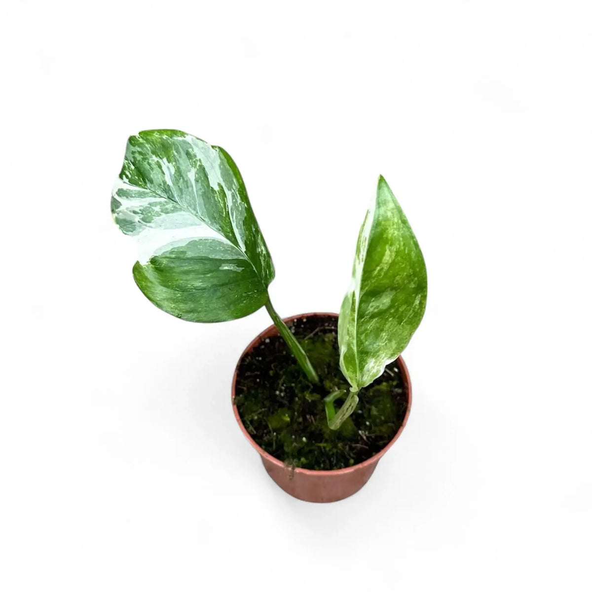 Monstera lechleriana variegata potted plant in nursery pot on white background.