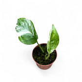 Monstera lechleriana variegata potted plant in nursery pot on white background.