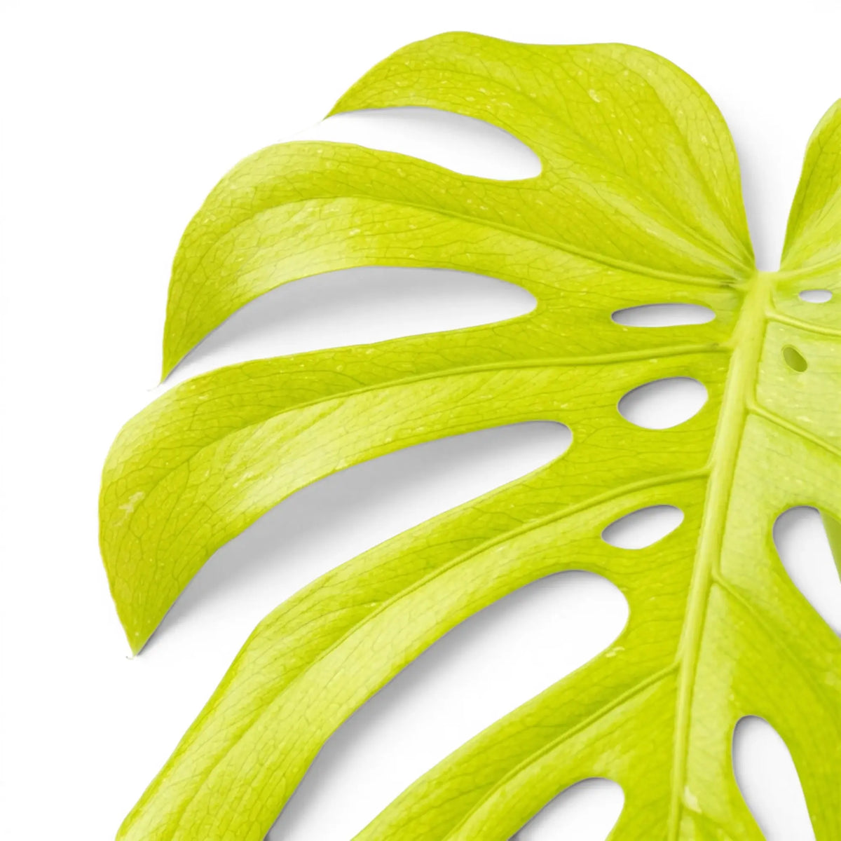 Monstera Lemon Lime foliage close-up with lime-green variegated leaves.
