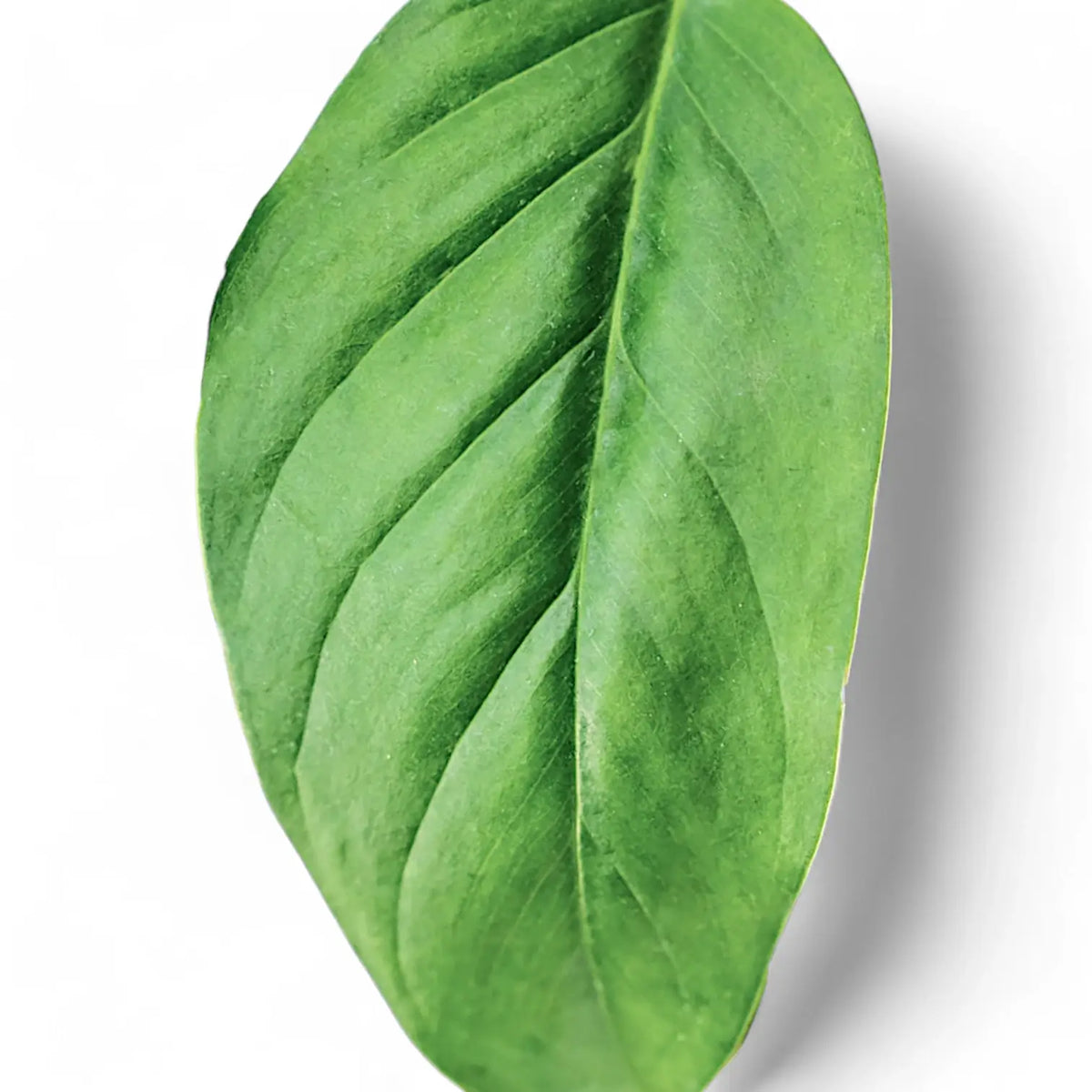 Monstera obliqua (Suriname) – Blattdetail vor weißem Hintergrund..