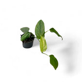 Monstera obliqua (Suriname) Zimmerpflanze im Anzuchttopf vor weißem Hintergrund, Produktfoto 3.