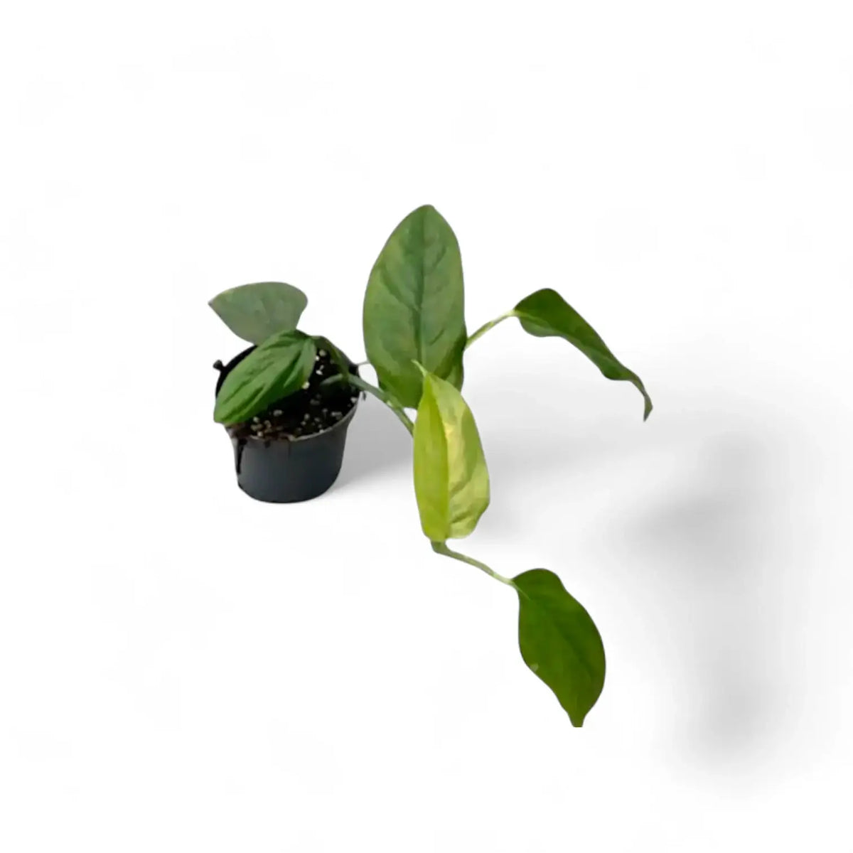 Monstera obliqua (Suriname) Zimmerpflanze im Anzuchttopf vor weißem Hintergrund, Produktfoto 3.