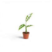 Monstera obliqua Peru baby plant in a nursery pot against a white background
