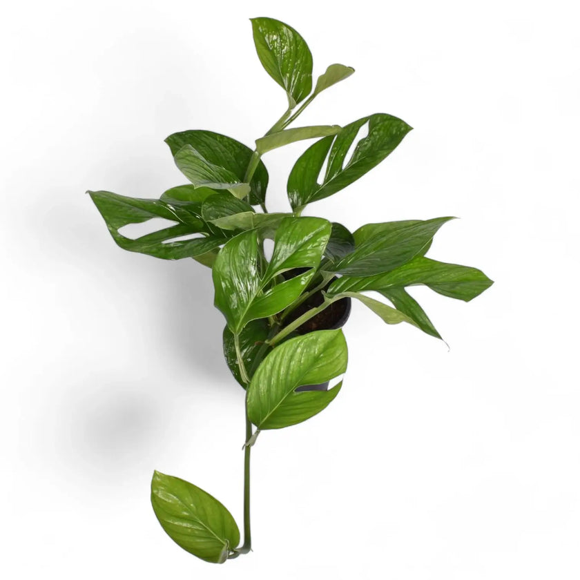 Monstera pinnatipartita potted plant in nursery pot on white background.