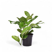 Monstera pinnatipartita potted plant in nursery pot on white background.