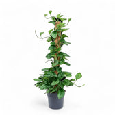 Monstera pinnatipartita potted plant in nursery pot on white background.