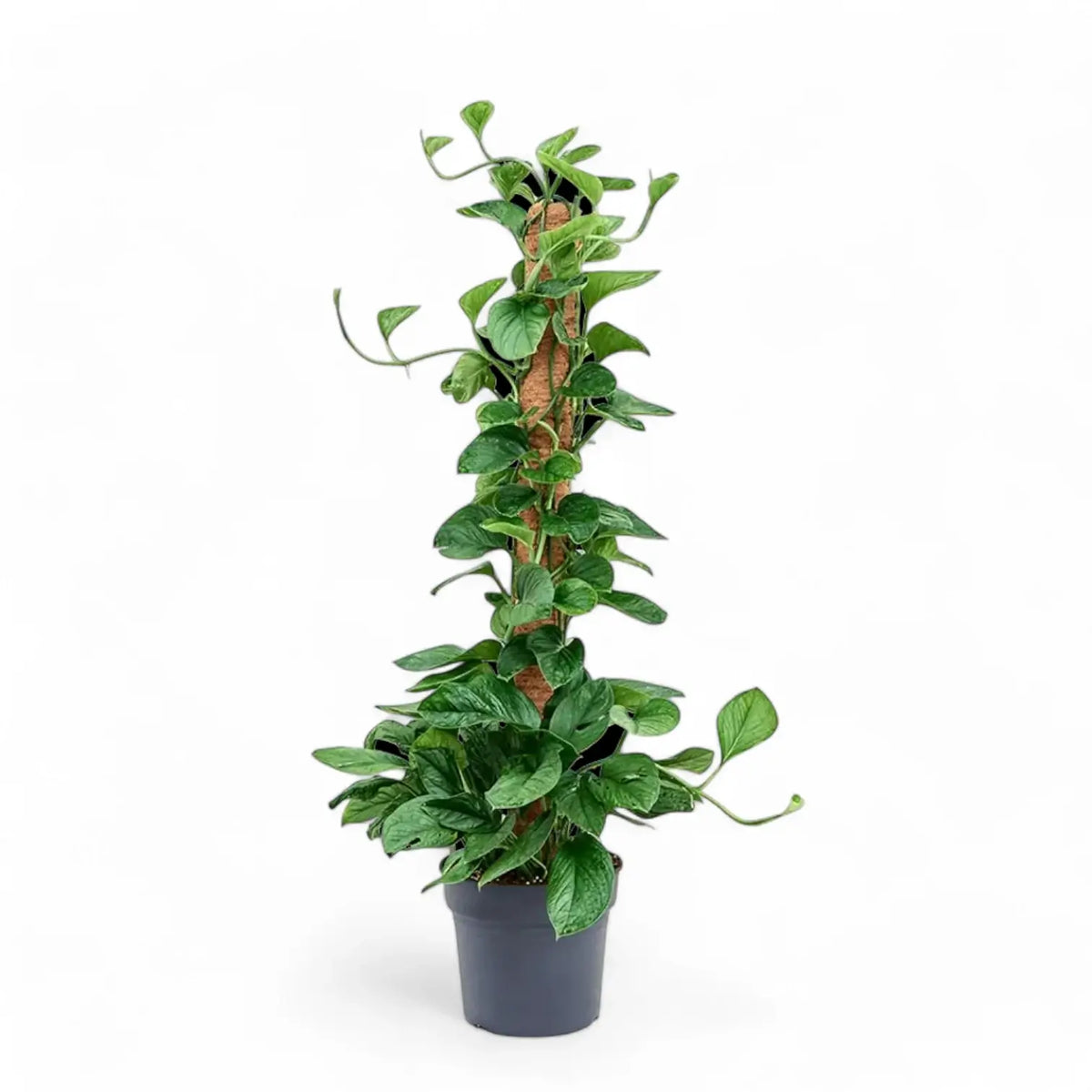 Monstera pinnatipartita potted plant in nursery pot on white background.