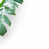 Monstera pinnatipartita potted plant in nursery pot on white background.
