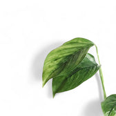 Monstera pinnatipartita potted plant in nursery pot on white background.