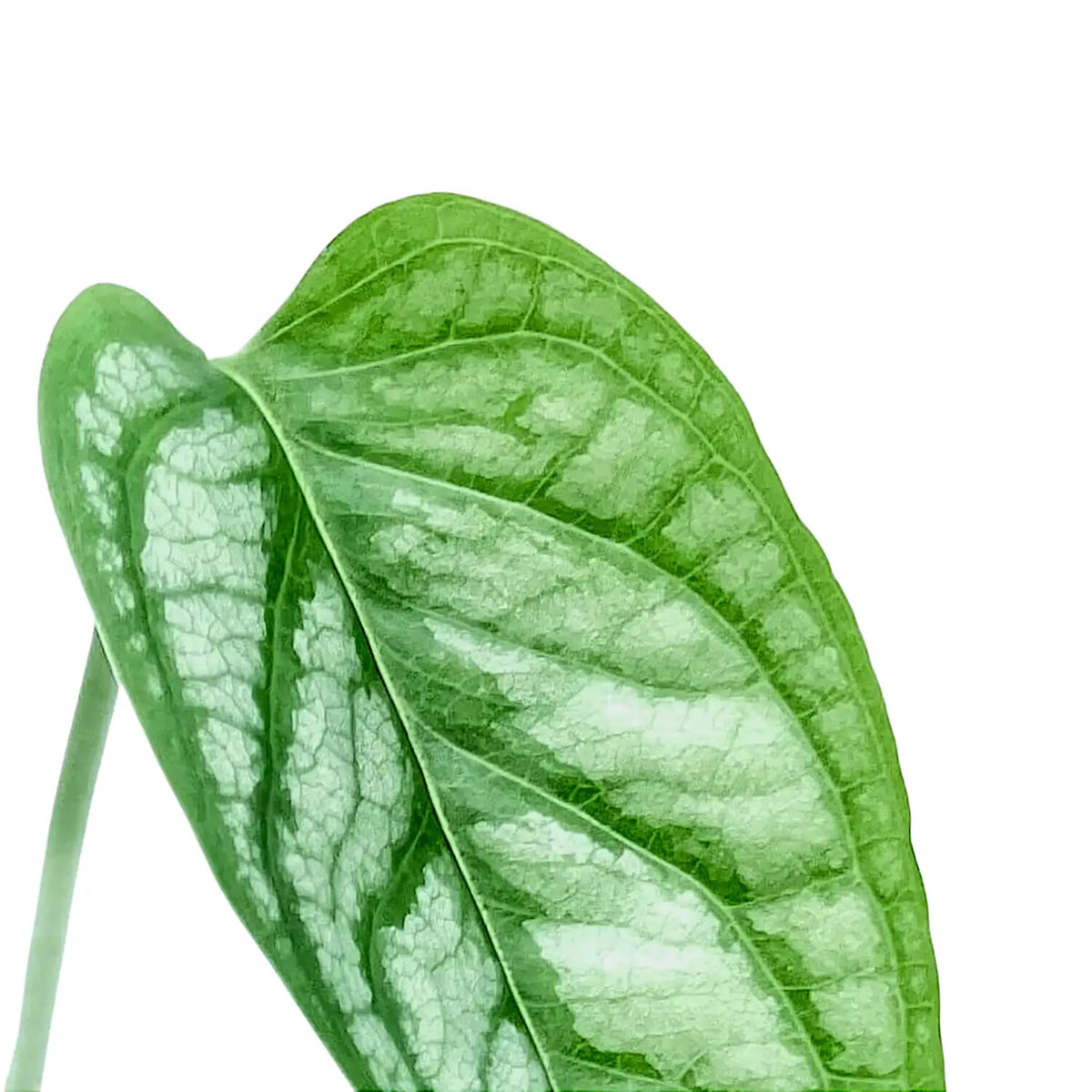 Monstera siltepecana leaf detail on white background.
