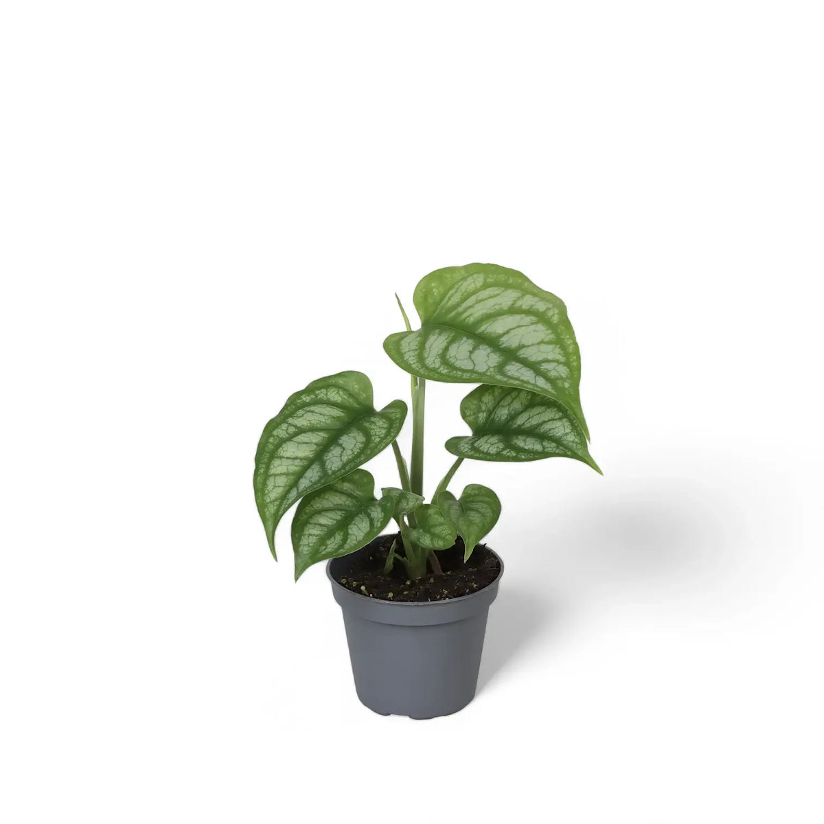 Monstera siltepecana potted plant in nursery pot on white background.