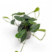 Monstera siltepecana potted plant in nursery pot on white background.