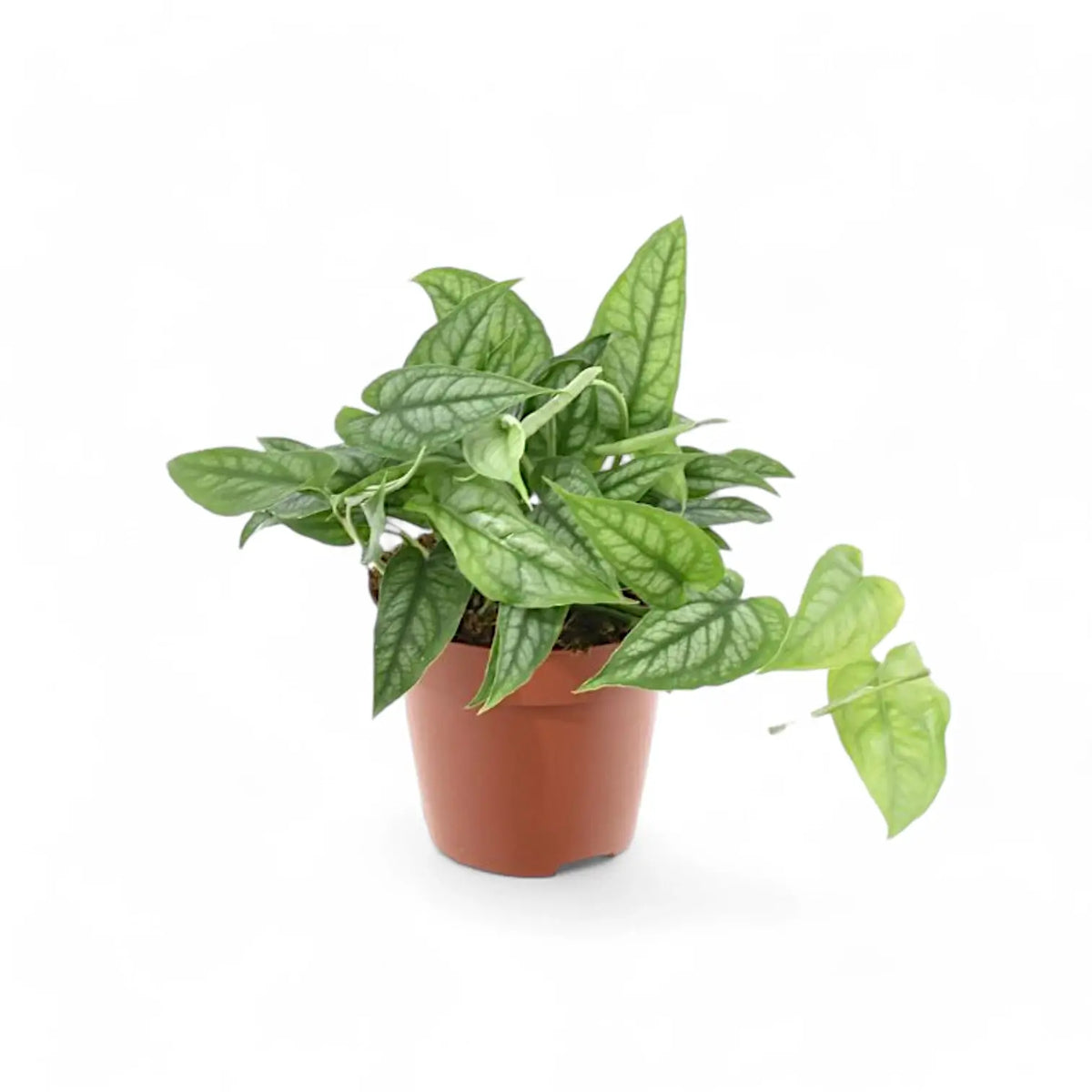 Monstera siltepecana potted plant in nursery pot on white background.