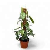 Monstera siltepecana potted plant in nursery pot on white background.