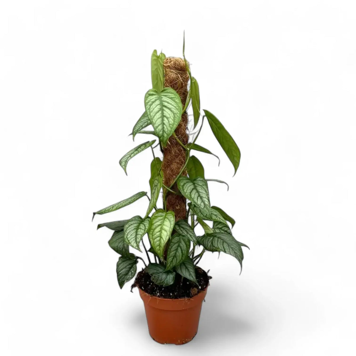 Monstera siltepecana potted plant in nursery pot on white background.