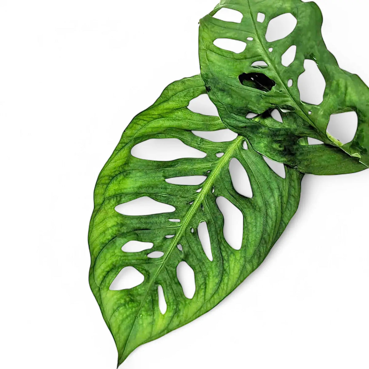 Monstera sp. leaf detail on white background.