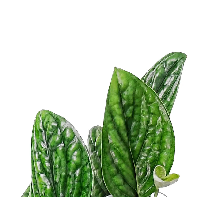 Monstera sp. Peru ('Karstenianum') close-up of leaf on white background.