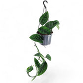 Monstera sp. Peru ('Karstenianum') potted plant in nursery pot on white background.
