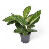 Monstera sp. Peru ('Karstenianum') potted plant in nursery pot on white background.