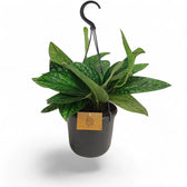 Monstera sp. Peru ('Karstenianum') potted plant in nursery pot on white background.