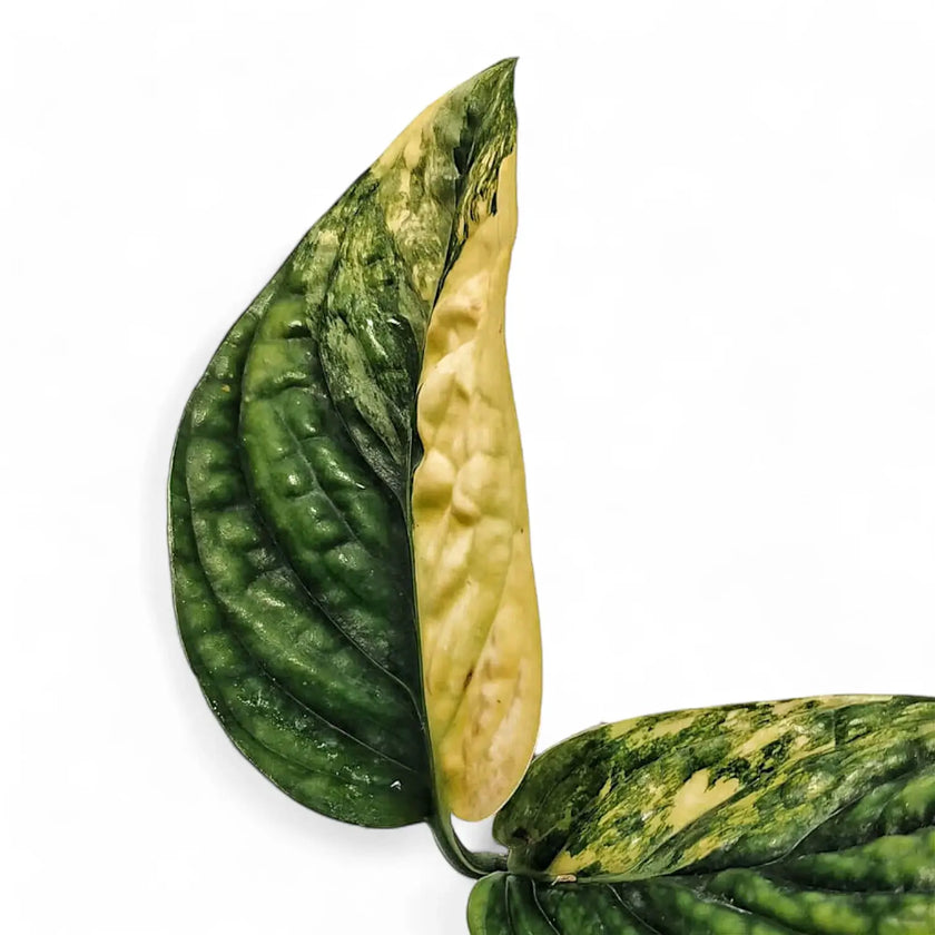 Monstera sp. Peru (karstenianum) variegata leaf close-up on white background.