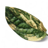 Monstera sp. Peru (karstenianum) variegata potted plant in nursery pot on white background.