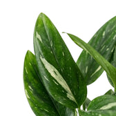 Close-up of a glossy dark green Monstera standleyana Variegata leaf crossed by a broad cream streak.