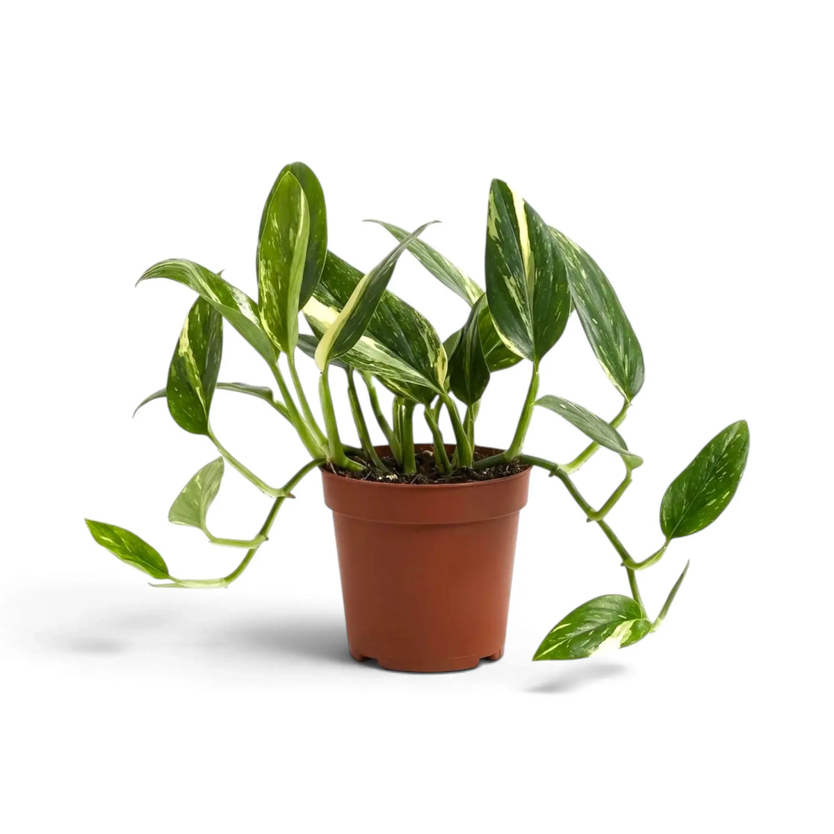 Monstera standleyana Variegata with cream-streaked oval leaves and vines extending to both sides of the pot.