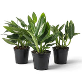 Three potted Monstera standleyana Variegata plants with oval green leaves and irregular cream splashes.