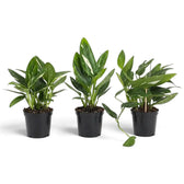Three Monstera standleyana Variegata plants with cream-flecked leaves, one with a long trailing stem.