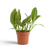 Potted Monstera standleyana Variegata with elongated upright green leaves and fine cream flecks.