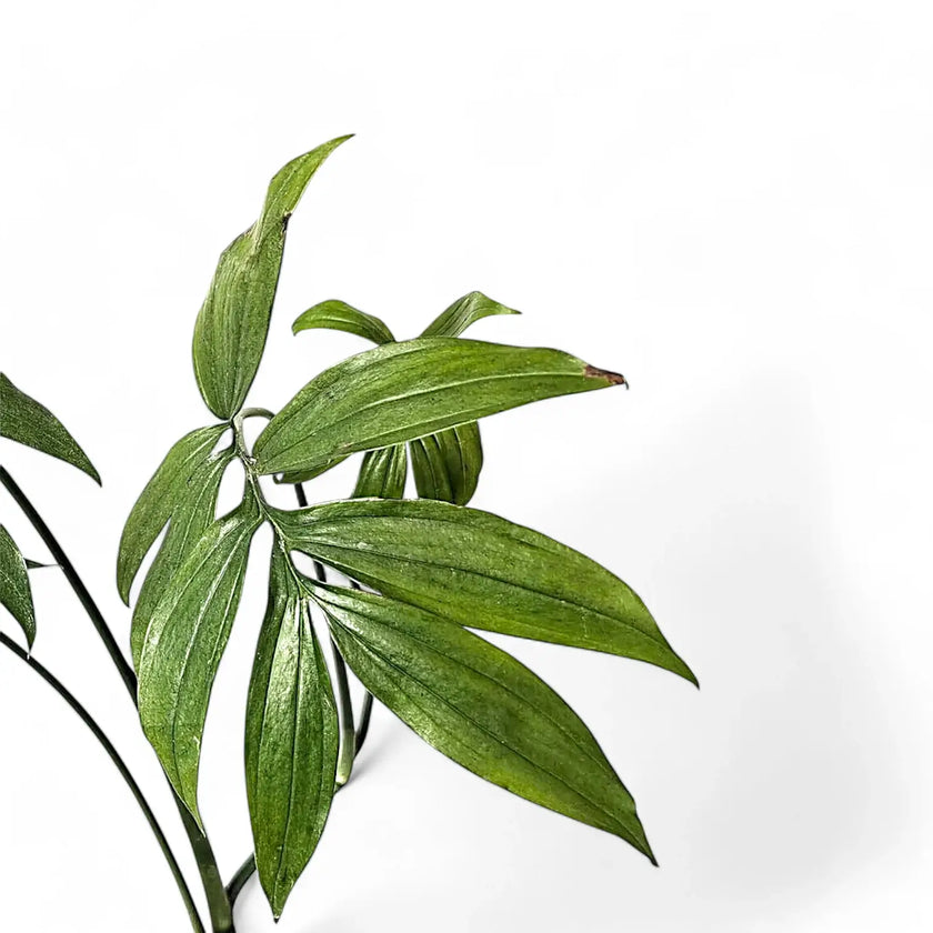 Monstera subpinnata leaf close-up on white background.