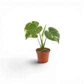 Monstera Thai Constellation variegated starter plant in nursery pots on a white background