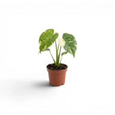 Monstera Thai Constellation variegated starter plant in nursery pots on a white background