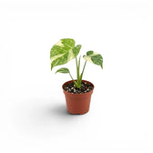 Monstera Thai Constellation variegated starter plant in nursery pots on a white background