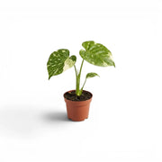Monstera Thai Constellation variegated starter plant in nursery pots on a white background