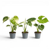 Three Monstera Thai Constellation variegated baby plants in nursery pots on a white background
