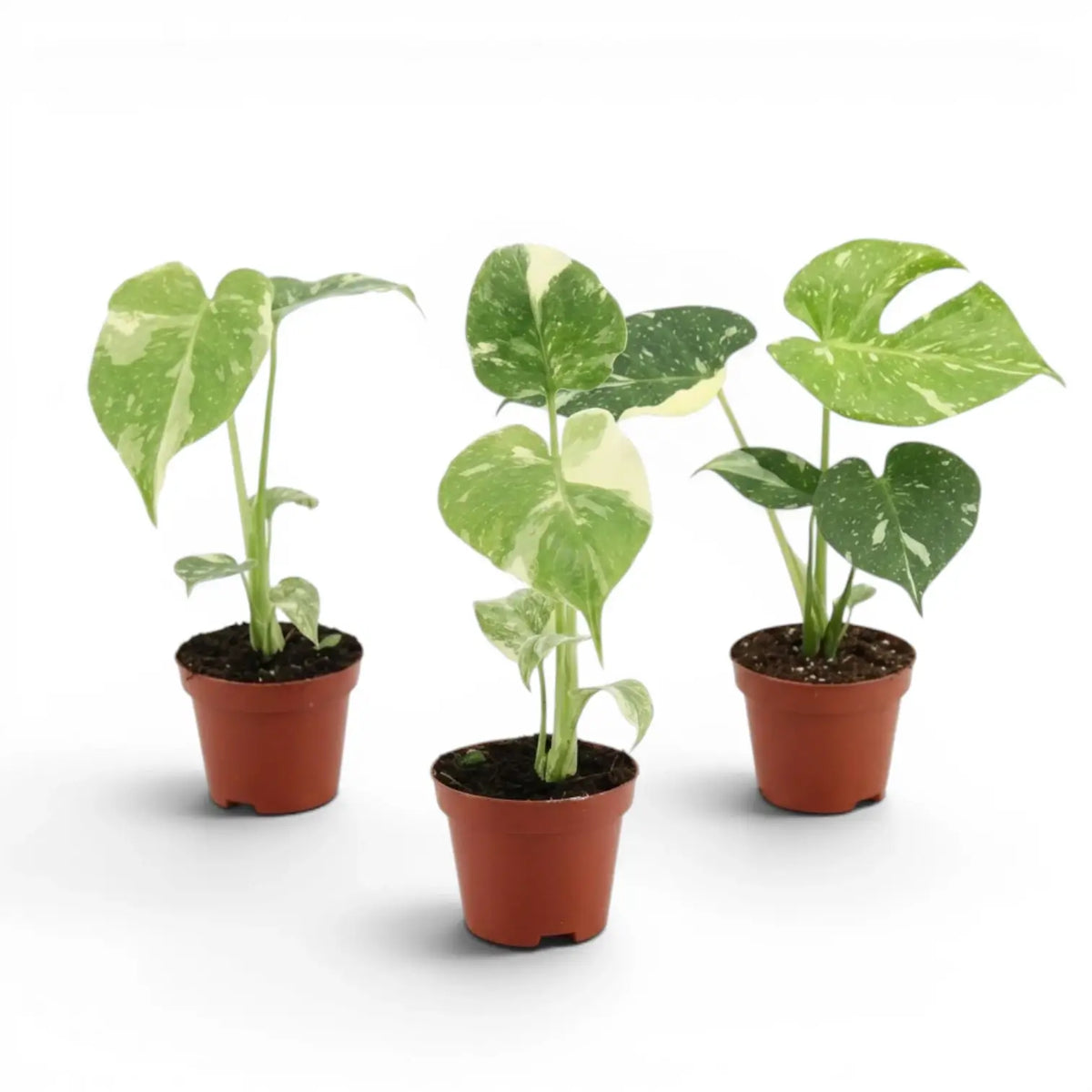 Three Monstera Thai Constellation variegated baby plants in nursery pots on a white background