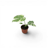 Small Monstera Thai Constellation variegated baby plant in a nursery pot on a white background
