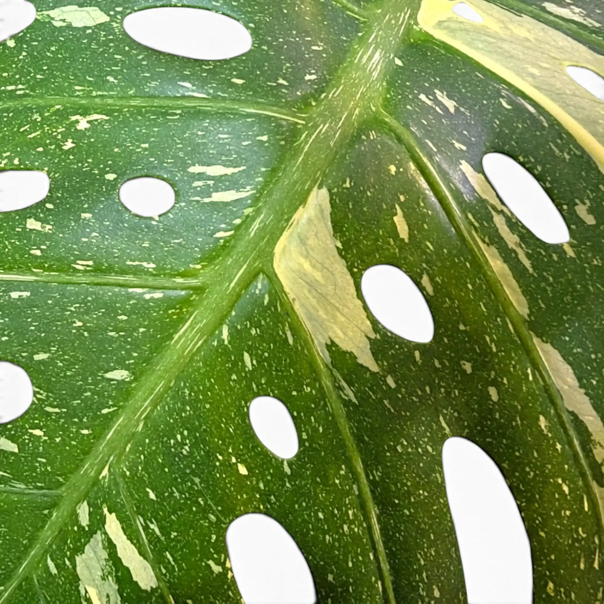 Close-up of Monstera Thai Constellation variegated foliage on a white background
