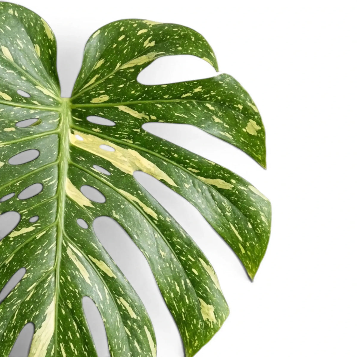 Close-up of Monstera Thai Constellation variegated leaf on a white background